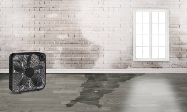 Best Basement water damage restoration  in Mayo, FL